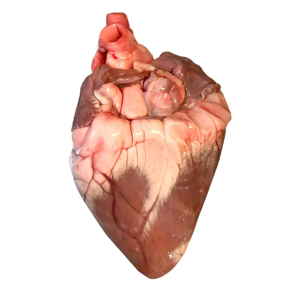 SHEEP HEART(JB)