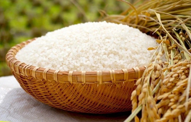 JAPANESE RICE(koshihikari)green