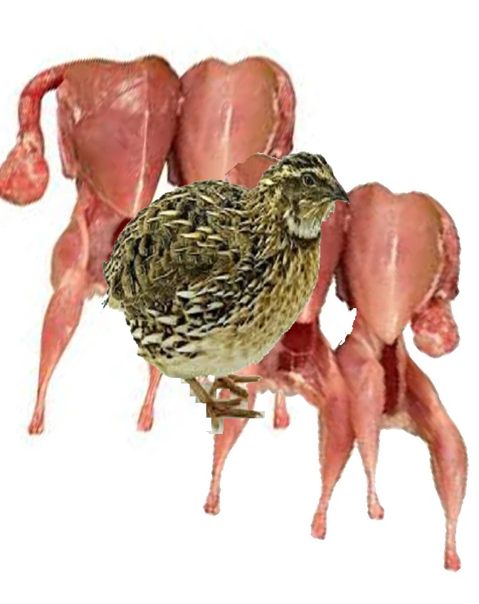QUAIL MEAT