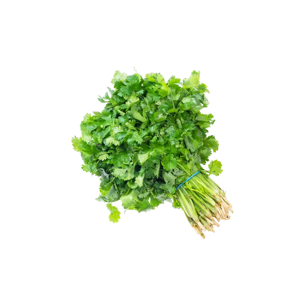 FRESH CORIANDER LEAF