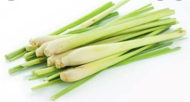 LEMON GRASS(SEREH)