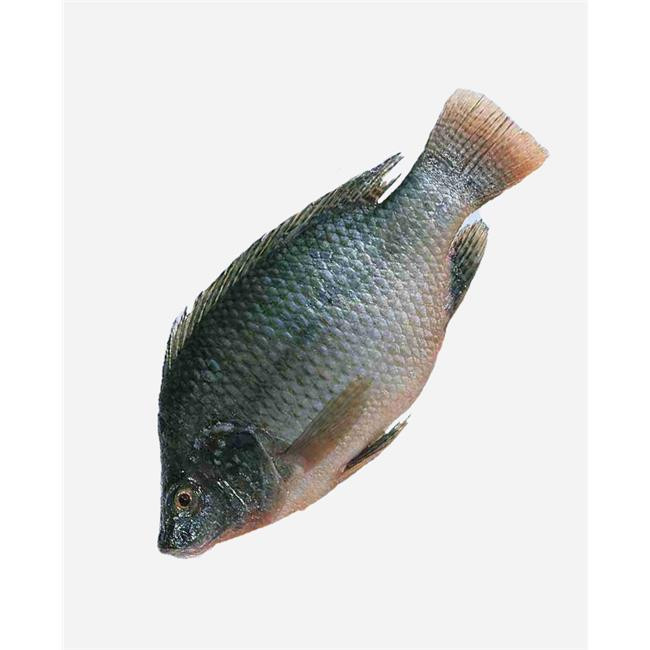 美品HIC Frog fish 5'8 ケリー・トコロシェイプモデル