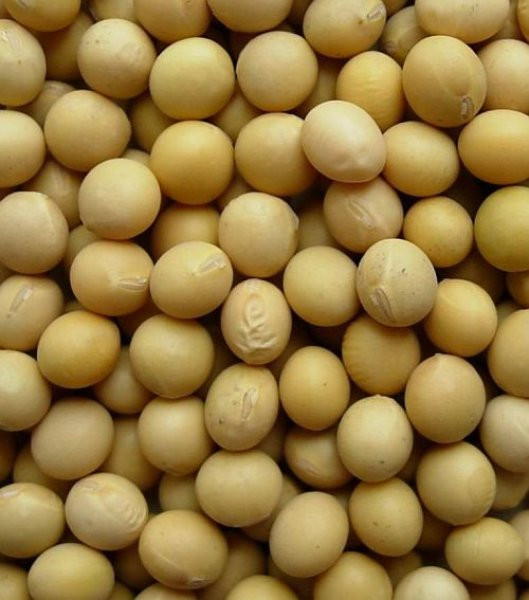 SOYA BEAN