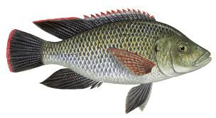 TILAPIA(CLEANED)